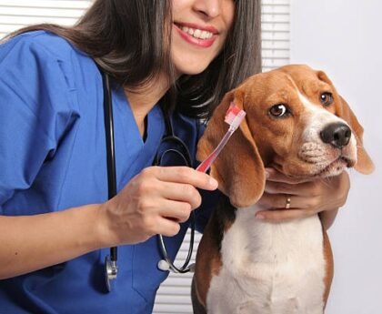 The Importance of Professional Dog Teeth Cleaning Services